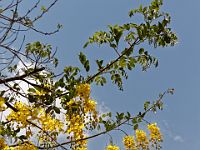 N2017032185
