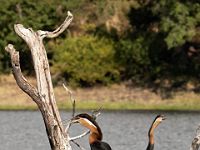 N2015040014 Rivière Chobe, Anhinga d'Afrique ou oiseau serpent Chobe River, African Darter Scientific name : Anhinga rufa