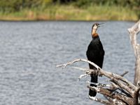 N2015040015 Rivière Chobe, Anhinga d'Afrique ou oiseau serpent Chobe River, African Darter Scientific name : Anhinga rufa