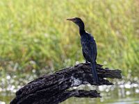 N2015040018 Rivière Chobe, Cormoran africain Chobe River, Reed Cormorant Scientific name : Phalacrocorax africanus