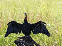 N2015040019 Rivière Chobe, Anhinga d'Afrique ou oiseau serpent Chobe River, African Darter Scientific name : Anhinga rufa