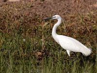 N2015040031 Rivière Chobe, Aigrette garzette Chobe River, Little Egret Scientific name : Egretta garzetta