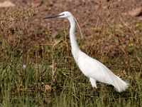 N2015040032 Rivière Chobe, Aigrette garzette Chobe River, Little Egret Scientific name : Egretta garzetta