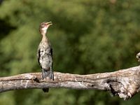 N2015040034 Rivière Chobe, Cormoran africain Chobe River, Reed Cormorant Scientific name : Phalacrocorax africanus