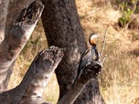 N2015040045 Rivière Chobe, Anhinga d'Afrique ou oiseau serpent Chobe River, African Darter Scientific name : Anhinga rufa