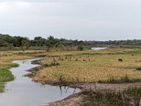 N2015040671 Maun, Rivière Thamalakane Maun, Thamalakane river