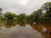 N2015040699 Delta de l'Okavango, Ile de Mgouma Okavnago Delta, Mguma island