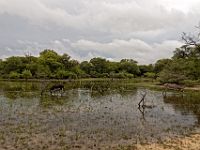 N2015040702 Delta de l'Okavango, Ile de Mgouma Okavnago Delta, Mguma island