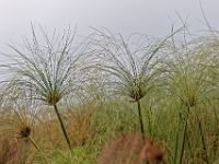 N2015040737 Delta de l'Okavango, Ile de Mgouma Okavnago Delta, Mguma island