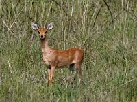 N2015041017 Parc national de Moremi, Raciphère champêtre Moremi National Park, Steenbok Scientific name : Raphicerus campestris