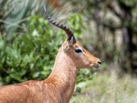 N2015041026 Parc national de Moremi, Impala Moremi National Park, Common Impala Scientific name : Aepyceros melampus melampus