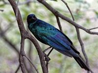 N2015041030 Parc national de Moremi, Choucador à longue queue Moremi National Park, Meves's Long-tailed Starling Scientific name : Lamprotornis mevesii