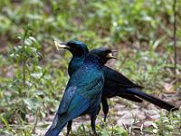 N2015041034 Parc national de Moremi, Choucador à longue queue Moremi National Park, Meves's Long-tailed Starling Scientific name : Lamprotornis mevesii