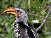 N2015041038 Parc national de Moremi, Calao leucomèle ou calao à bec jaune Moremi National Park, Southern Yellow-billed Hornbill Scientific name : Tockus leucomelas