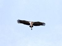 N2015041041 Parc national de Moremi, Marabout d'Afrique Moremi National Park, Marabou Stork Scientific name : Leptoptilos crumeniferus