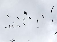 N2015041044 Parc national de Moremi, Marabout d'Afrique Moremi National Park, Marabou Stork Scientific name : Leptoptilos crumeniferus