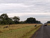 N2015040172 Route vers Nata, Hippotrague noir Nata's road, Sable Antelope Scientific name : Hippotragus niger