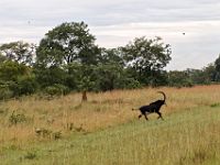 N2015040173 Route vers Nata, Hippotrague noir Nata's road, Sable Antelope Scientific name : Hippotragus niger