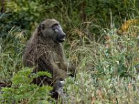 N2015040175 Route vers Nata, Babouin chacma Nata's road, Chacma Baboon Scientific name : Papio ursinus