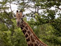 N2015040184 Route vers Nata, Girafe Nata's road, Southern Giraffe Scientific name : Giraffa camelopardalis