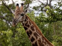 N2015040186 Route vers Nata, Girafe Nata's road, Southern Giraffe Scientific name : Giraffa camelopardalis