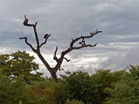 N2015040200 Route vers Nata, Vautour africain Nata's road, White-backed Vulture Scientific name : Gyps africanus