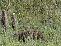 N2015041867 Parc national de Savuti, Mangouste rayée Savuti National Park, Banded Mangoose Scientific name : Mungos mungo