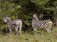 N2015041874 Parc national de Savuti, Zèbre des plaines ou de Burchell Savuti National Park, Plains (Burchell’s) Zebra Scientific name : Equus quagga burchellii