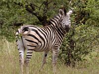 N2015041875 Parc national de Savuti, Zèbre des plaines ou de Burchell Savuti National Park, Plains (Burchell’s) Zebra Scientific name : Equus quagga burchellii