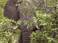 N2015041884 Parc national de Savuti, Eléphant d’Afrique Savuti National Park, African Elephant Scientific name : Loxodonta africana