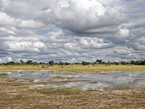 Moremi Parc National