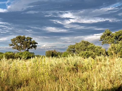 Savuti Parc National