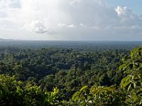 N2011101592 Forêt à perte de vue en descendant vers Cacao.