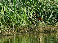 N2011101682 Jacana noir