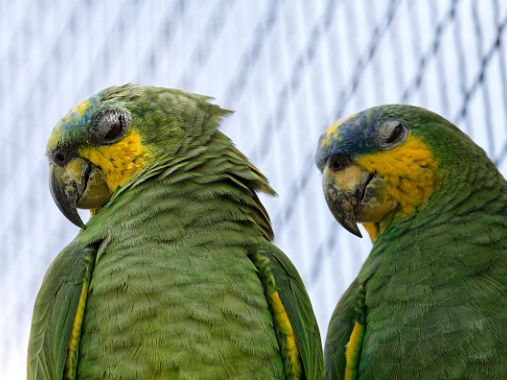 Macouria Zoo de Guyane, panorama de la faune