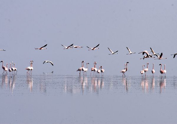 Lac Natron