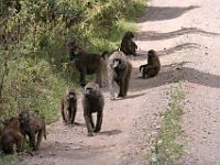 N2007112115 Une collonie de babouins.