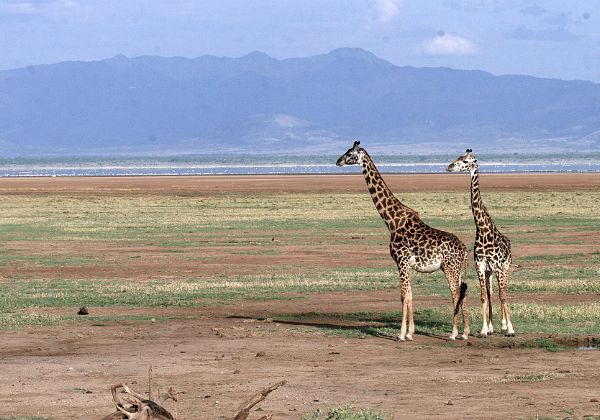 Manyara