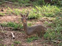 N2007112078 Un dik-dik.