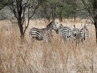 N2007110335 Le zèbre des plaines ou zèbre de Burchell est le plus répandu en Tanzanie.