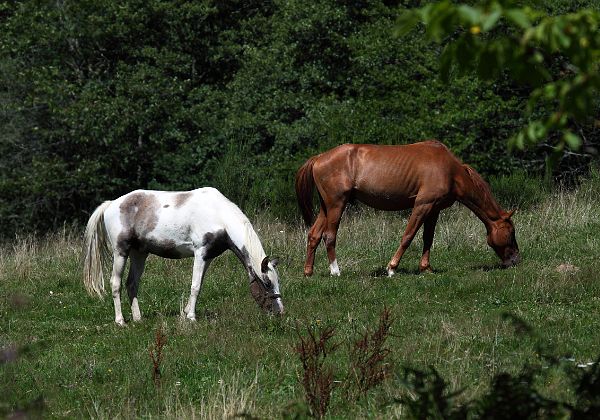 Les animaux domestiques