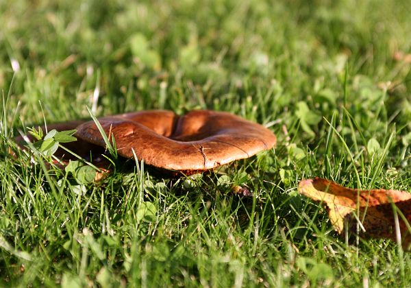 Les champignons