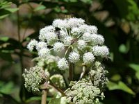 N2011080013 Angélique des bois Angelica sylvestris