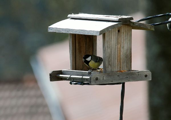 Les oiseaux