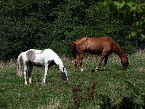 Les animaux domestiques Les animaux domestiques