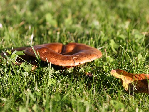 Les champignons Les champignons