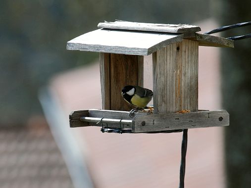 Les oiseaux Les oiseaux